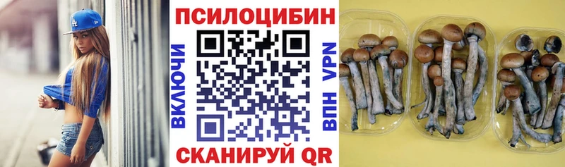 darknet состав  Жиздра  Галлюциногенные грибы Psilocybine cubensis 